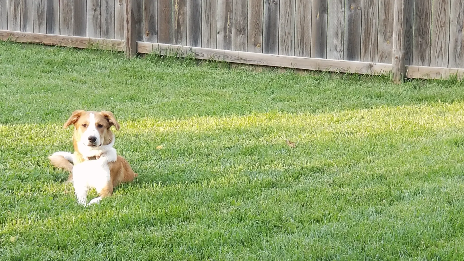 Tilly, a sable-and-white dog, lying in a sunny green backyard looking at the camera