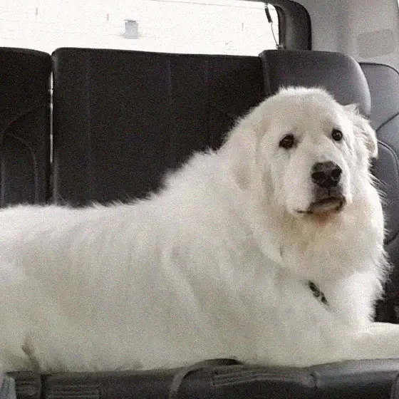 Annabelle, a Great Pyrenees with a thick white coat, lying across the back seat of the car