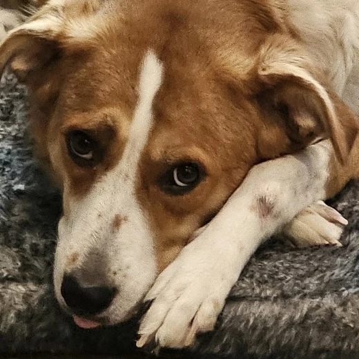 Tilly, sable and white, resting her chin on her paws with the tip of her tongue out