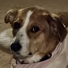 Tilly in a pink bandana