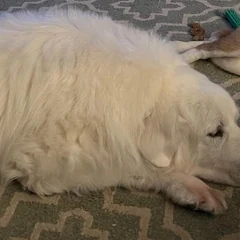 Annabelle, a Great Pyrenees, lying down in her thick white coat