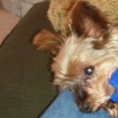 Muffy, a Yorkie, in a blue shirt